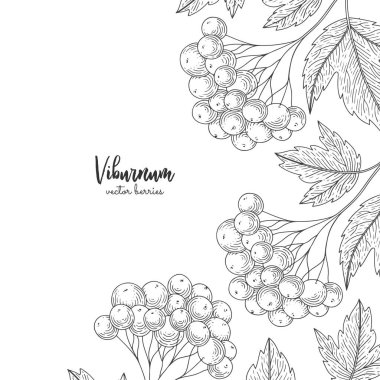 Beyaz arka plan üzerinde izole kartopu elle çizilmiş resimler. Detaylı çerçeve ile kartopu. Oyma kroki vintage tarzı. Menü, broşürler, el ilanları için geçerli