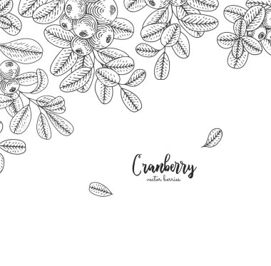 Cranberries ile detaylı çerçeve. Organik uçucu yağ oyulmuş stil kroki. Sağlık ve güzellik doğal ürünleri paket için tasarlayın. Sağlıklı gıda.