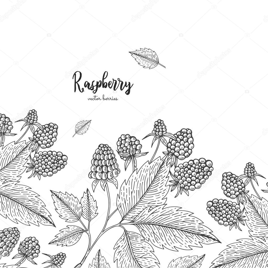 Hand drawn illustration of raspberry isolated on white background. Berries engraved style illustration. Detailed frame with berries. Applicable for menu, flyer, label, poster, print, packaging.