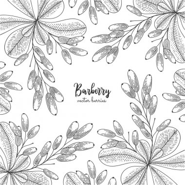 Berry oyma illüstrasyon kızamık ile. Detaylı çerçeve barberries ile. Davetiye, tebrik kartları, ambalaj kağıdı, ambalaj, etiket, Etiketler, afiş vb kozmetik için çizilmiş öğeleri el.