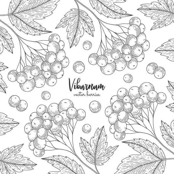 Hand drawn illustration of viburnum isolated on white background. Design for package of health and beauty natural products. Detailed frame with berries. Engraving vintage vector black illustration. — Stock Vector