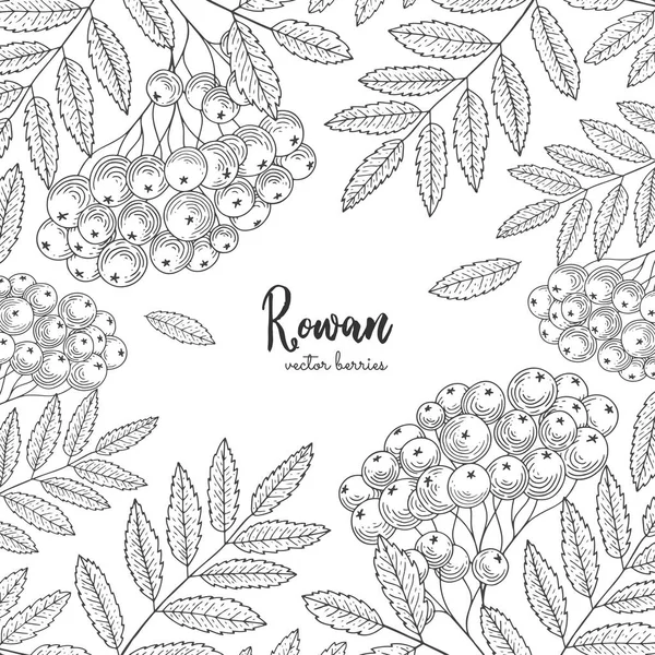 Hand getekend rowan bos bessen. Vintage botanische gravure van illustratie. Gedetailleerde frame voor etiketten, wenskaarten, postkaarten, tag, flyer, verpakking ontwerp cosmetica of eco. — Stockvector