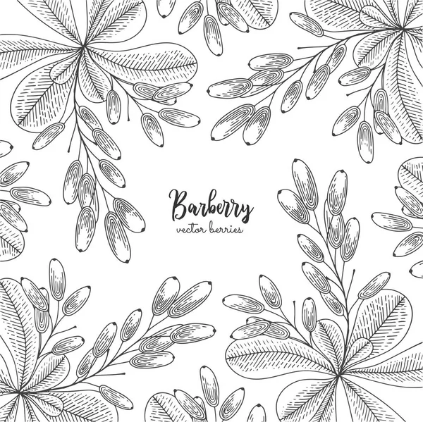 Berry engraving illustration with barberry. Detailed frame with barberries. Hand drawn elements for invitations, greeting cards, wrapping paper, cosmetics packaging, labels, tags, posters etc. — Stock Vector