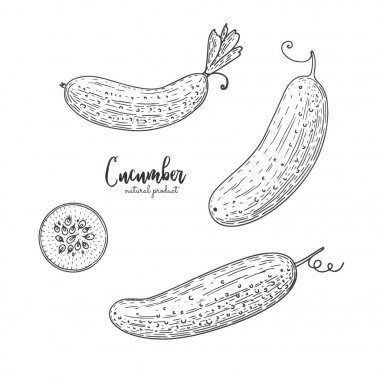 Gravür tarzı çizilmiş illüstrasyon vektör salatalık ver. Organik elle çizilmiş öğeleri. Çiftlik Pazar sebze. Tasarım menü, yemek tarifleri, dekorasyon mutfak öğeleri için Vejetaryen yiyecekler.