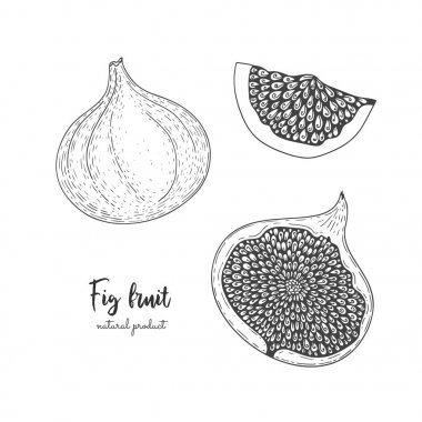 Fruit illustration with figs in the style of engraving. Detailed vegetarian food. Hand drawn elements for menu, greeting cards, wrapping paper, cosmetics packaging, labels, tags, posters etc clipart