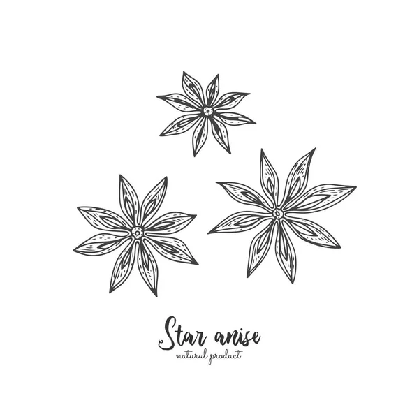 Ilustración vectorial de anís estrellado aislado sobre fondo blanco. Ilustración de especias vintage vectorial. Dibujo detallado de especias naturales. Ideal para menú, recetas, artículos de cocina de decoración . — Vector de stock