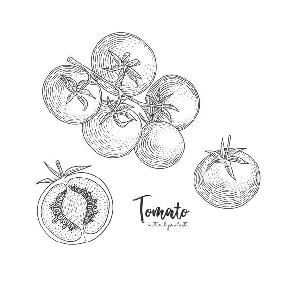 ベクトル トマト手彫刻のスタイルで描かれたイラストです。有機手描きの要素。ファーム市場野菜。デザイン メニューのレシピ、キッチンの装飾アイテムのベジタリアン料理. — ストックベクタ