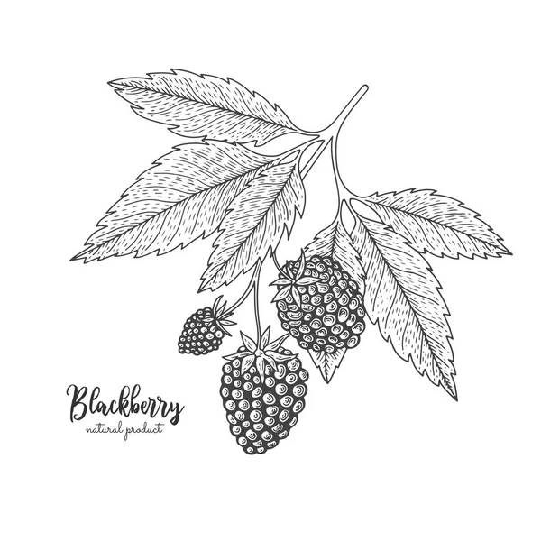 Ilustrasi gambar tangan blackberry diisolasi di latar belakang putih. Ukiran botani kuno ilustrasi blackberry. Dapat diterapkan untuk menu, flyer, label, poster, cetak, pengemasan . - Stok Vektor