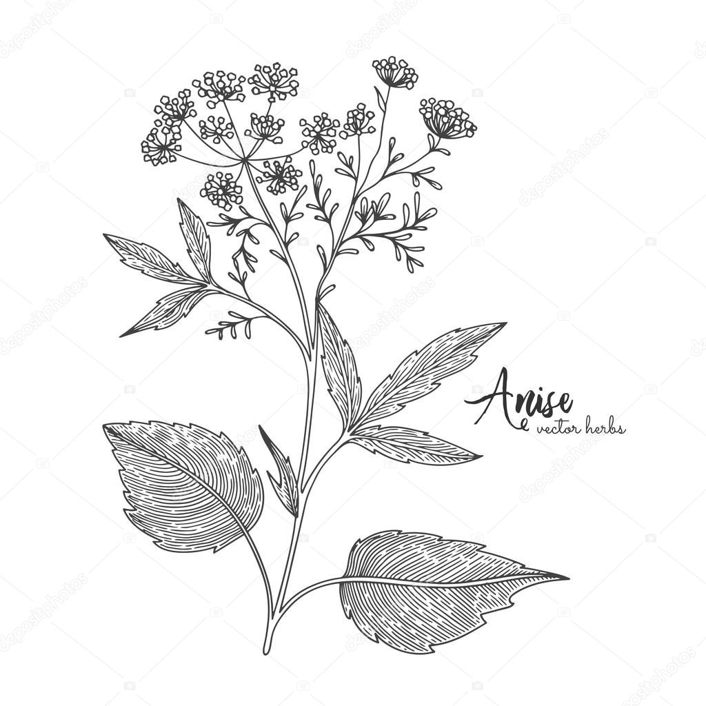 Anise isolated on white background. Herbal engraved style illustration. Detailed organic product sketch. Botanical hand drawn illustration for design package tea, organic cosmetic, natural medicine