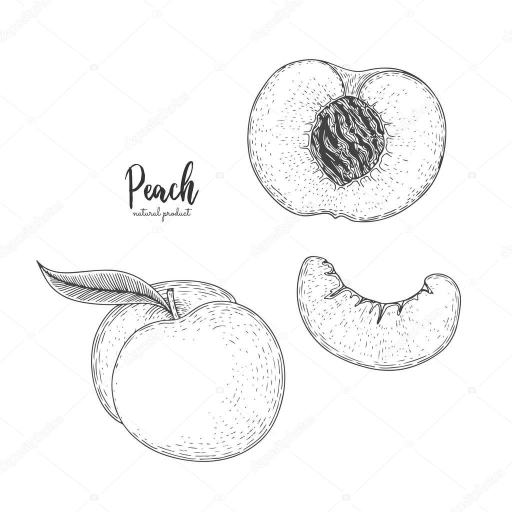 Hand drawn illustration of peach isolated on white background. Fruit engraved style illustration. Detailed vegetarian food. Applicable for menu, flyer, label, poster, print, package design