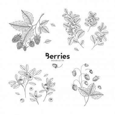 Vektör çilek çizilmiş seti ver. Bluberry, ahududu, kızılcık, yabani çilek. Stil vektör çizim kazınmış. Restoran, menü, güler yüzlü kase, Pazar, Cafe, yemek tarifleri, ambalaj tasarımı için kullanın.