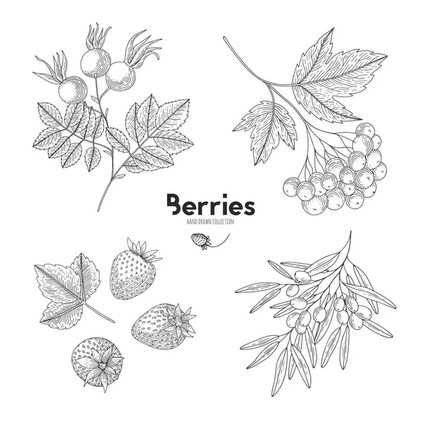 Bayas vectoriales aisladas sobre fondo blanco. Viburnum, espino cerval, fresa, rosa mosqueta. Estilo de contorno. Diseñado para crear un paquete de productos naturales de salud y belleza . — Vector de stock