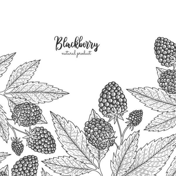 Ilustrasi gambar tangan blackberry terisolasi di latar belakang putih. Ilustrasi gaya berri. Rincian bingkai dengan buah berry. Dapat diterapkan untuk menu, flyer, label, poster, cetak, pengemasan - Stok Vektor
