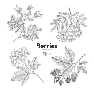 Beyaz arka plan üzerinde izole elle çizilmiş çilek topluluğu. Oyulmuş berry botanik Illustration. Kartopu, rowan, ahududu, Kuşburnu. Sağlık ve güzellik doğal ürünler paketi için Tasarla.