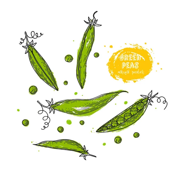 Grüne Erbsen handgezeichnete Illustration im Stile der Gravur. detaillierte vegetarische Ernährung Zeichnung. Agrarmarktprodukt. Grunge Illustration zum Erstellen der Speisekarte, Rezepte, Dekoration von Küchenutensilien. — Stockvektor