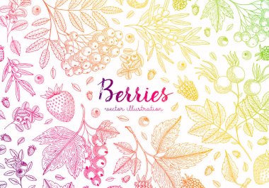 Çilek ile renkli vektör arka plan. Sağlıklı gıda tasarım şablonu bluberry, kiraz, ahududu, çilek ve etc. Etiket için büyük tasarım menü, yemek tarifleri, poster, ambalaj tasarımı.
