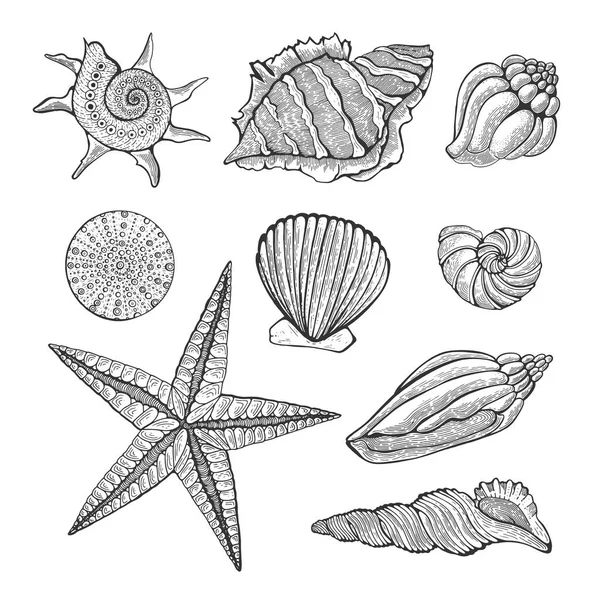 Ilustración gráfica vintage dibujada a mano con conchas marinas realistas. Elementos marinos para menú de diseño, recetas, artículos de cocina de decoración. Ideal para etiquetas, carteles, diseño de envases . — Vector de stock