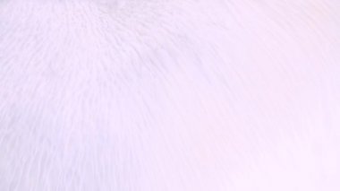 Soluk pembe lavanta ve siyah boya akışı. Çağdaş soyut mermer sıvı animasyonu. Beyaz ve açık mor akrilik karıştırma efekti.