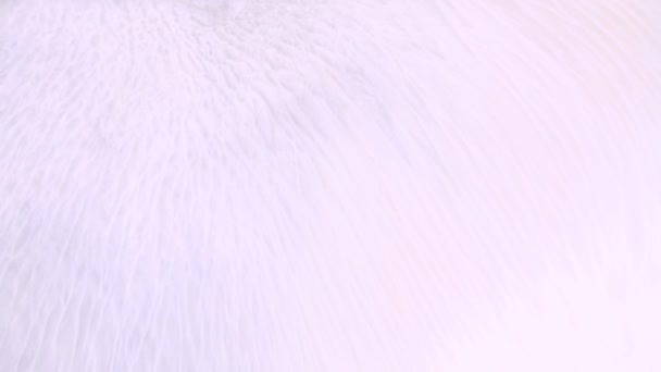Блідо-рожевий лавандовий і чорний фон з фарбою. Сучасна абстрактна мармурова рідина анімація. Білий і світло-фіолетовий ефект змішування акрилу . — стокове відео
