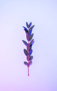 Yapraklı yaratıcı neon arka plan. Yaprakların üzerinde parlak gradyan olan çok renkli arkaplan. Pembe ve mavi renkli egzotik doğa dalı. Güzel arka ışıklandırmalı botanik dalları.