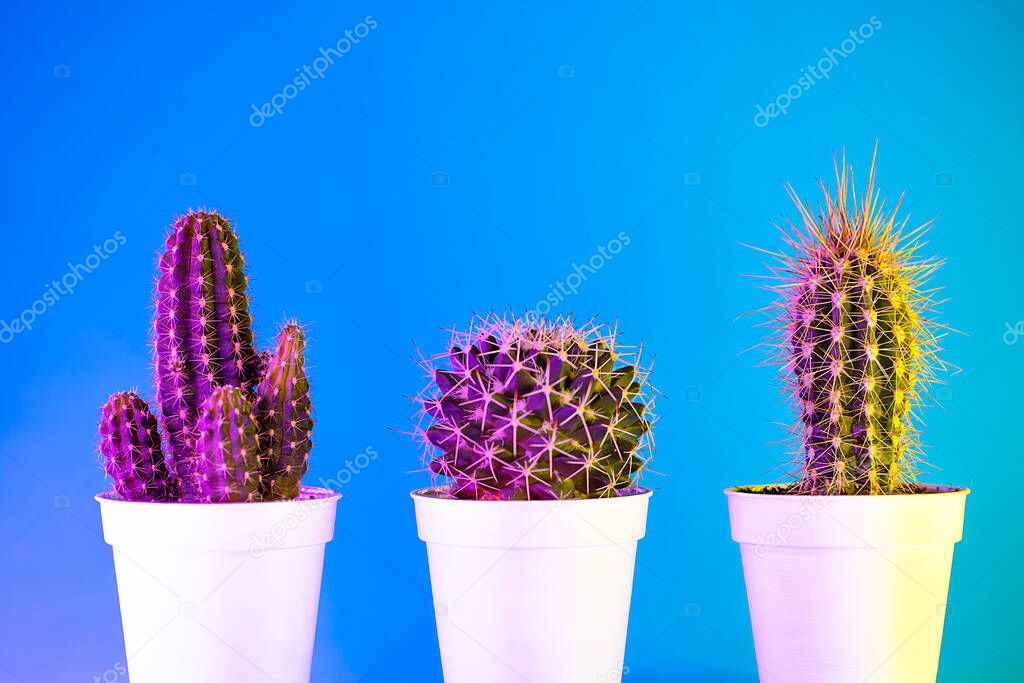 Creative neon background with cactus. Multicolor abstract backdrop with vibrant gradients. Exotic plants with yellow, pink and blue vivid colors. Thorns with beautiful illumination.