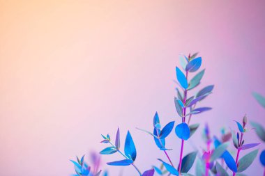 Yapraklı yaratıcı neon arka plan. Renkli soyut arkaplan ve taç yaprakları üzerinde canlı gradyanlar. Pembe ve mavi neon renkli egzotik doğa dalı. Güzel arka planı olan organik dallar..