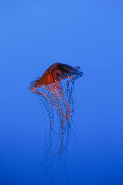 underwater photography of a jellyfish