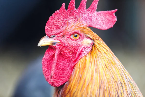 Rooster portrait, orange and yellow feathers, red crest