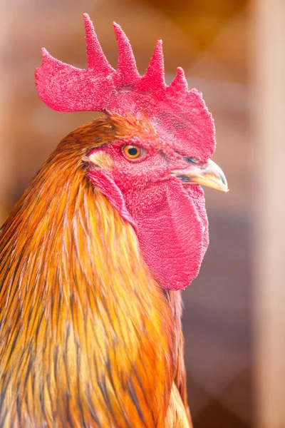 Rooster portrait, orange and yellow feathers, red crest