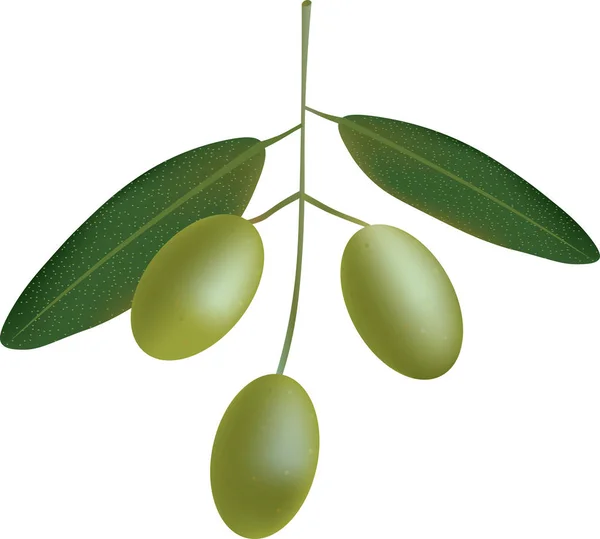 Olives on a branch — Stock Vector