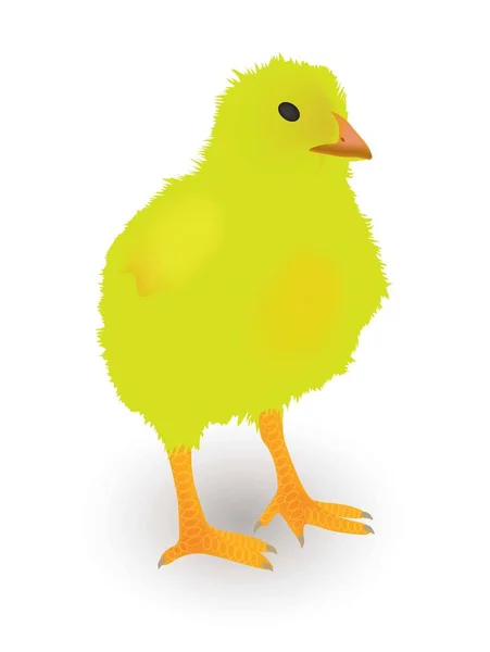 Kleines Huhn auf weißem Hintergrund — Stockvektor