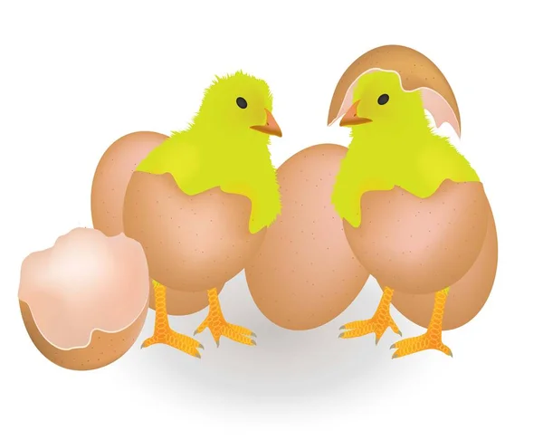 Zwei Hühner aus der Eierschale — Stockvektor