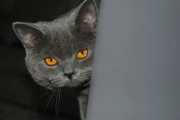 Grumpy cat background. British cat with sad eyes. Copy space.