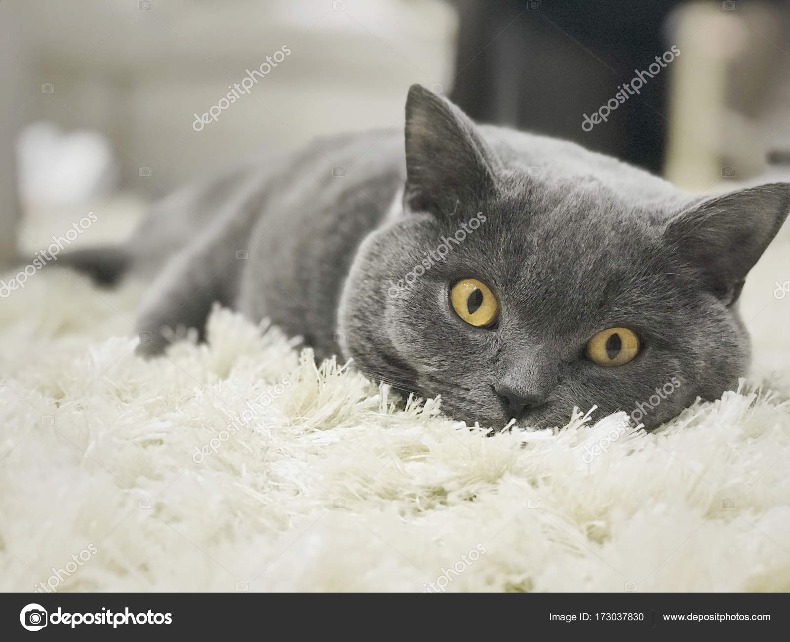 Cute Cat Lying On White Carpet British Shorthair Cat Portrait