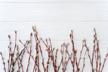 Kukum dalları Beyaz ahşap zemin üzerinde. Willow erken ilkbaharda çırpı. Kopya alanı düz yatıyordu, en iyi Manzaralı. 