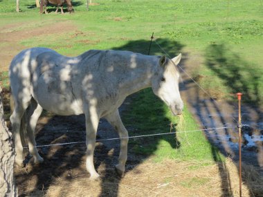 Bana göre at, gezegenimizdeki en güzel, en zarif ve en görkemli hayvandır. Burada, bir çayır tarlasında.