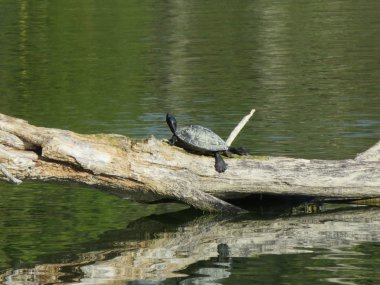 Turtle, bu balıkçılık gölünde devrilmiş bir ağacı ısıtan yaşlı bir sürüngen. 