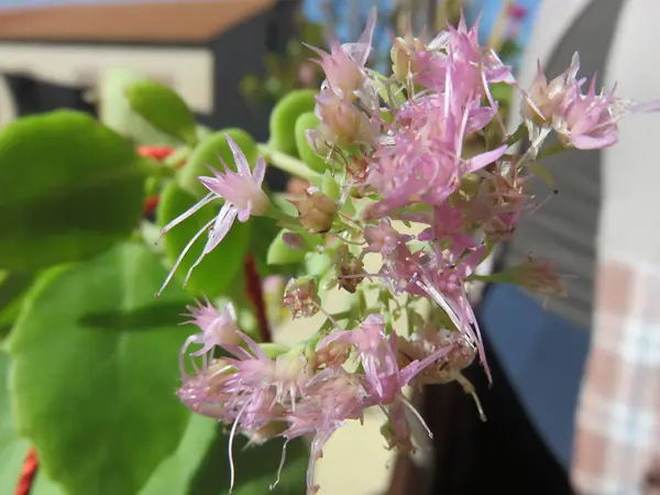 Garden Flower Eux Avec Leurs Pétales Leur Pollen Donnent Couleur — Photo