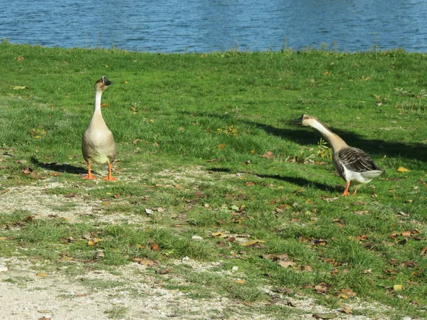 Anser Cygnoides Deux Beaux Spécimens Oie Des Cygnes Mâle Femelle — Photo