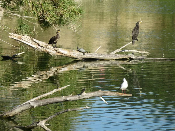 Phalacrocorax Carbo Der Kormoran Ist Ein Wasservogel Eine Art Krähe — Stockfoto