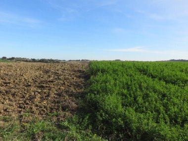 Doğal Peyzaj, dağ yolları ve vahşi doğa arasında küçük bir ormanın ağaçları arasında doğal bir görünüm 