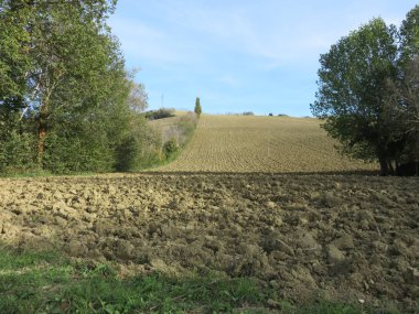 Doğal Peyzaj, dağ yolları ve vahşi doğa arasında küçük bir ormanın ağaçları arasında doğal bir görünüm 