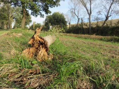 Doğanın ayrıntıları, doğası ve ayrıntıları her ilkbaharı oluşturan perspektifte fotoğraflandı. 