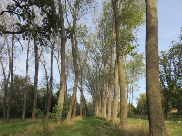 Natural Landscape, a natural view among the trees of a small forest between mountain paths and wild nature