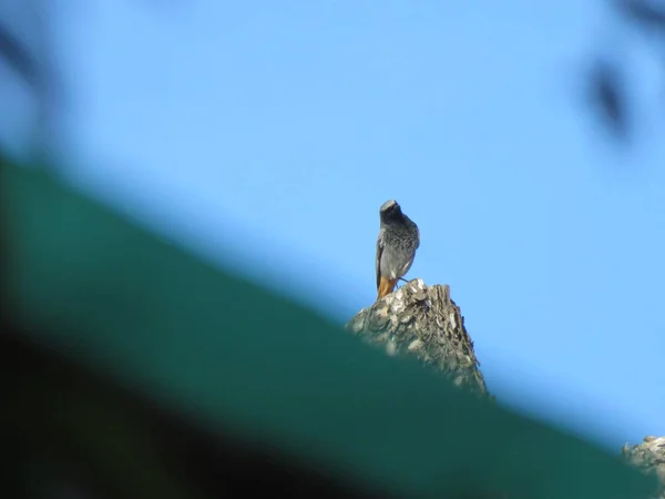 Phoenicurus Ochruros Les Mâles Sont Toujours Colorés Que Les Femelles — Photo