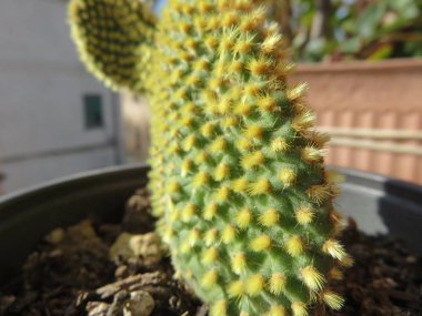 Doğal detay, doğaya bu özel bakış açısıdır. Detayları yakalayarak.