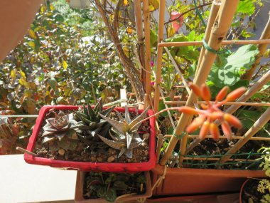 Doğal detay, doğaya bu özel bakış açısıdır. Detayları yakalayarak.