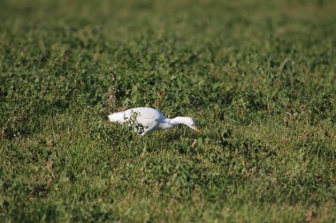Bubulcus Ibis, her zaman balıkçıl familyasının bir parçasıdır ama bir su kuşu değildir çünkü solucanları, kurbağaları ve başıboş toprağın sunduğu her şeyi yer. 