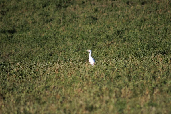 Bubulcus Ibis Завжди Частина Родини Чаплячих Але Водяний Птах Тому — стокове фото