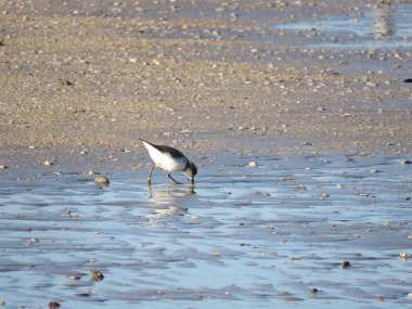 Charadrius alexandrinus, commonly called fratino is a small sea bird that nests on the beach here while washing in the sea and eating
